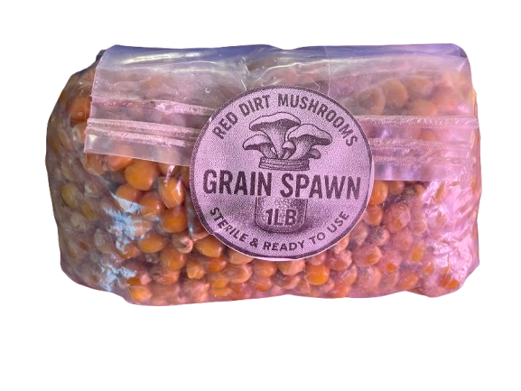1lb Grain Spawn