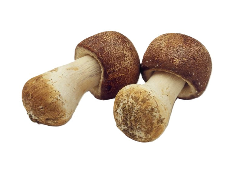 Almond Mushroom (Agaricus blazei)