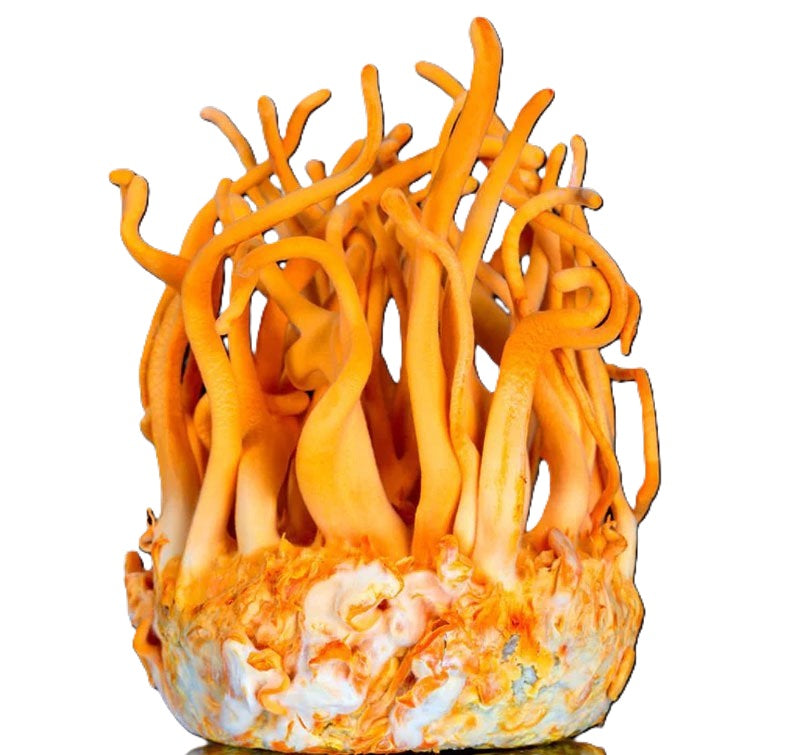 Cordyceps militaris