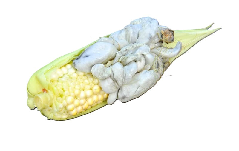 Corn Smut (Ustilago maydis)