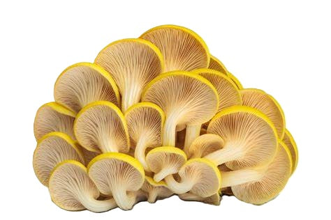 Golden Oyster (Pleurotus citrinopileatus)