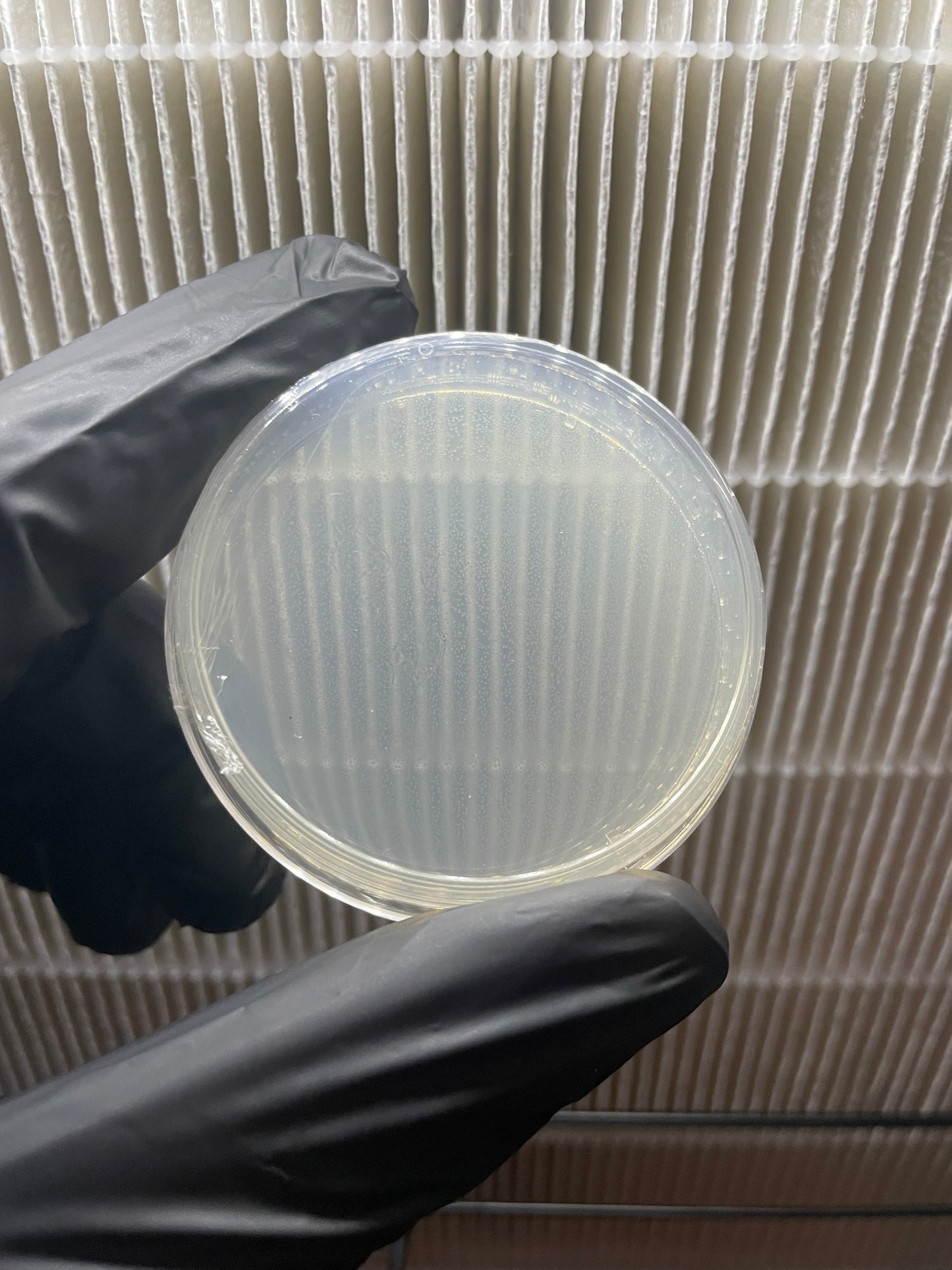 Pre-sterilized Water agar plate