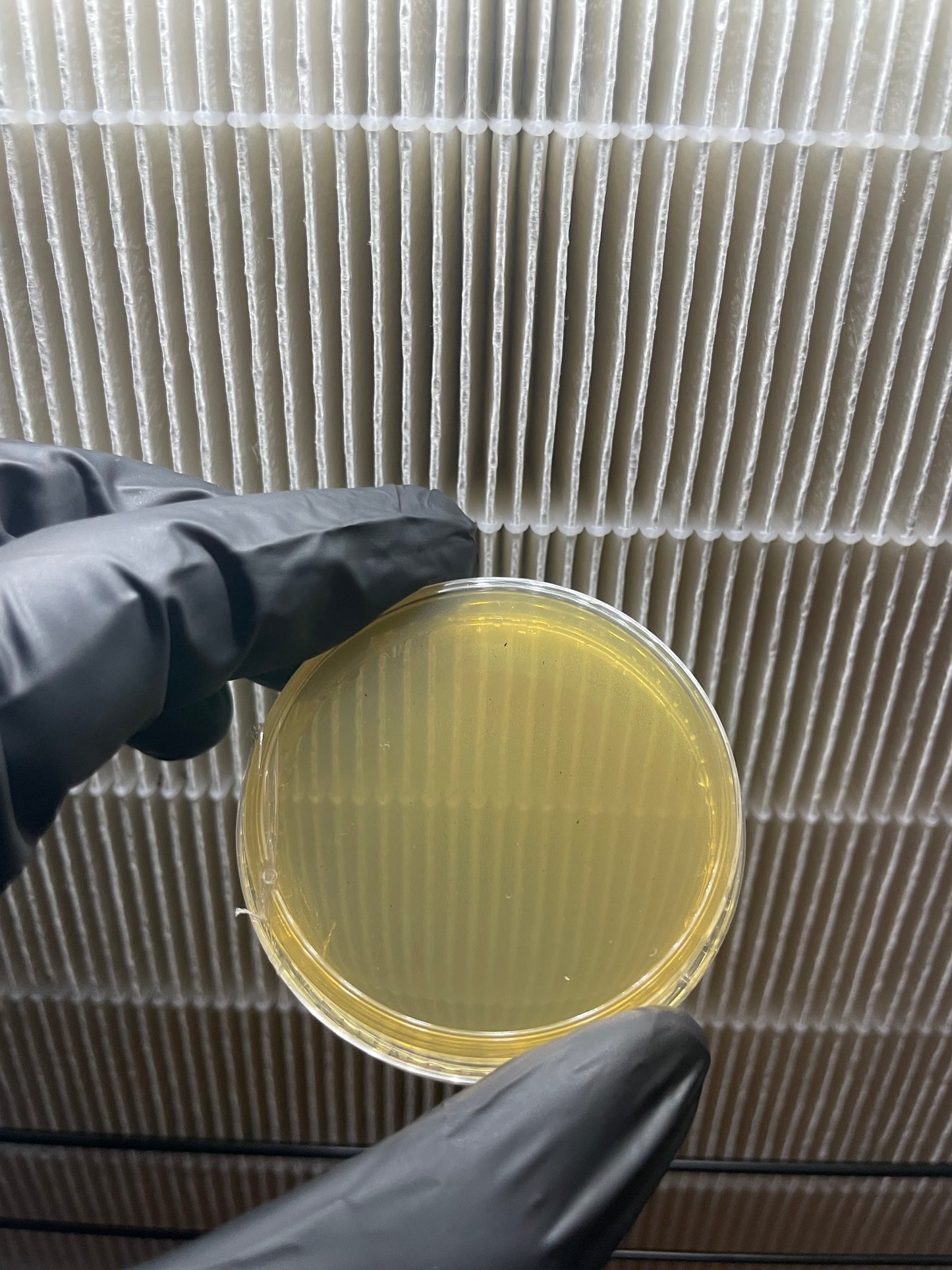Pre-sterilized LME agar plate