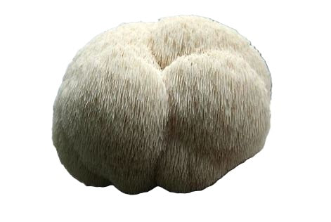 Lion's Mane (Hericium erinaceus)
