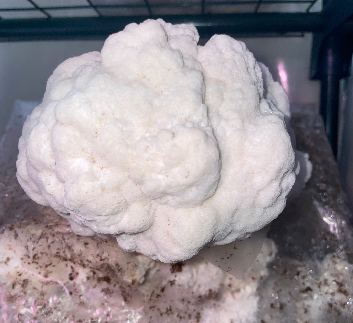 Lion's Mane (Hericium erinaceus)