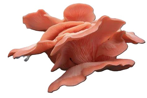 Pink Oyster (Pleurotus djamor)