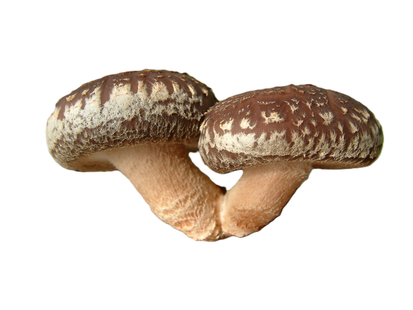 Shiitake (Lentinula edodes)