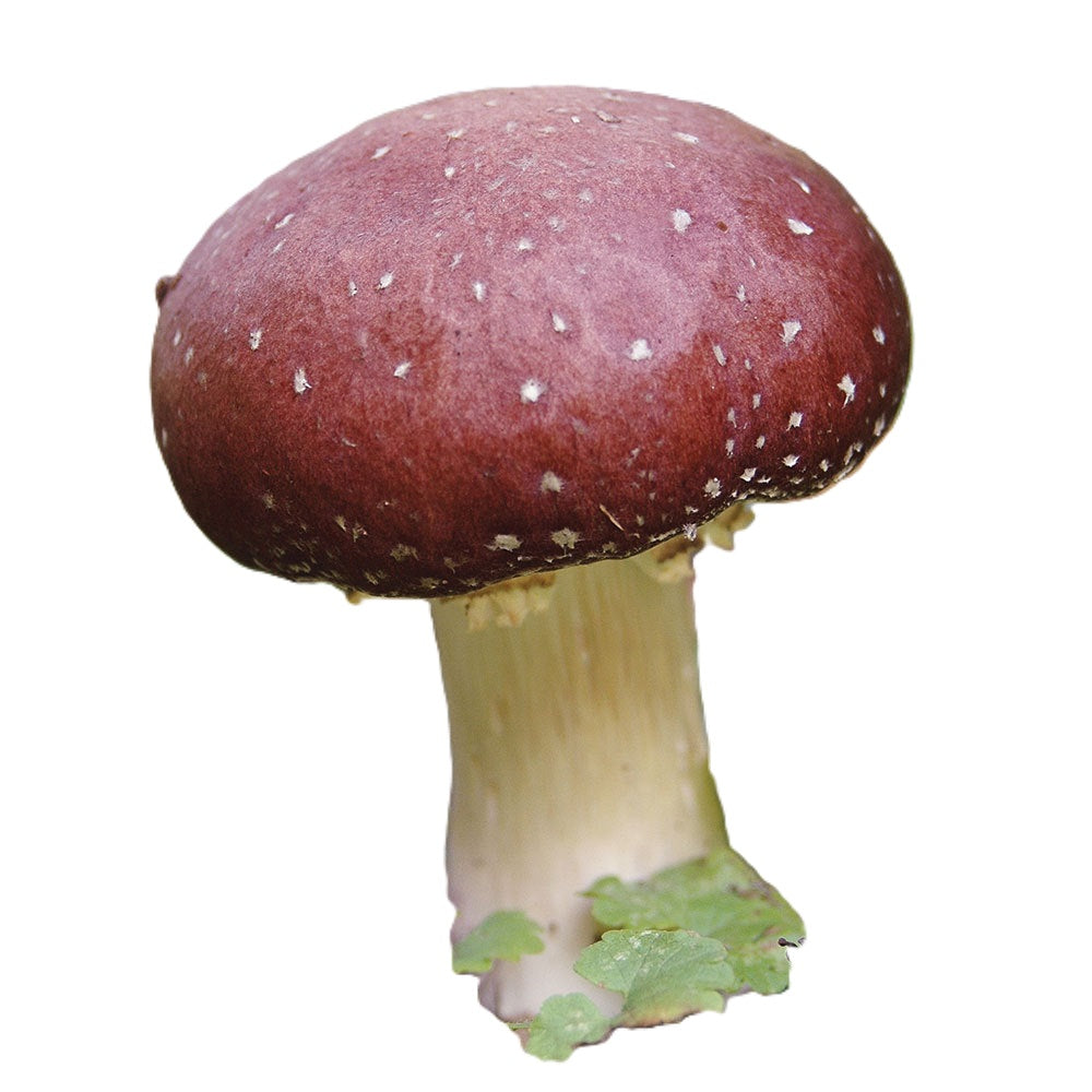 Wine Cap (Stropharia rugosoannulata)