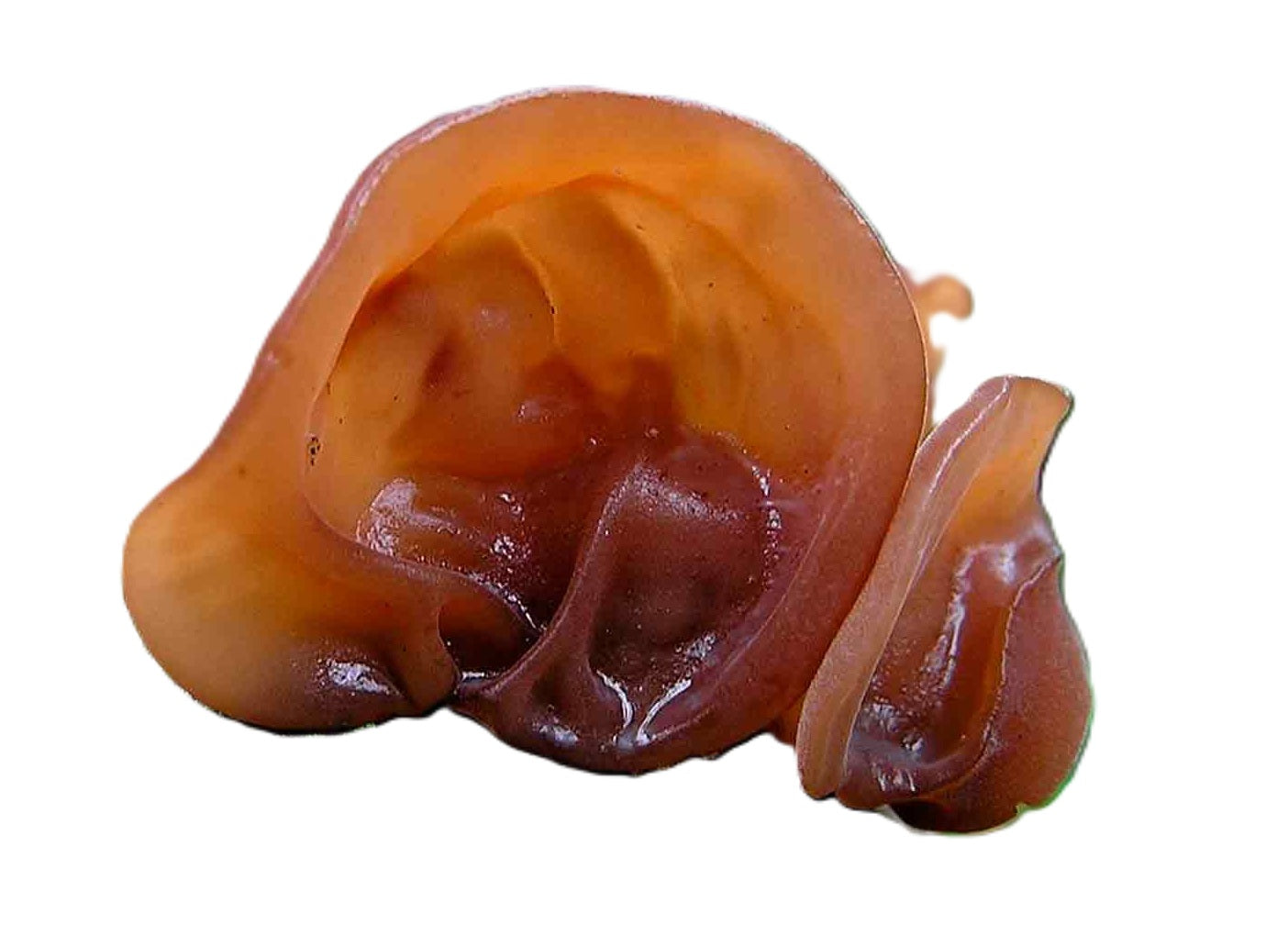 Woodear (Auricularia auricula-judae)