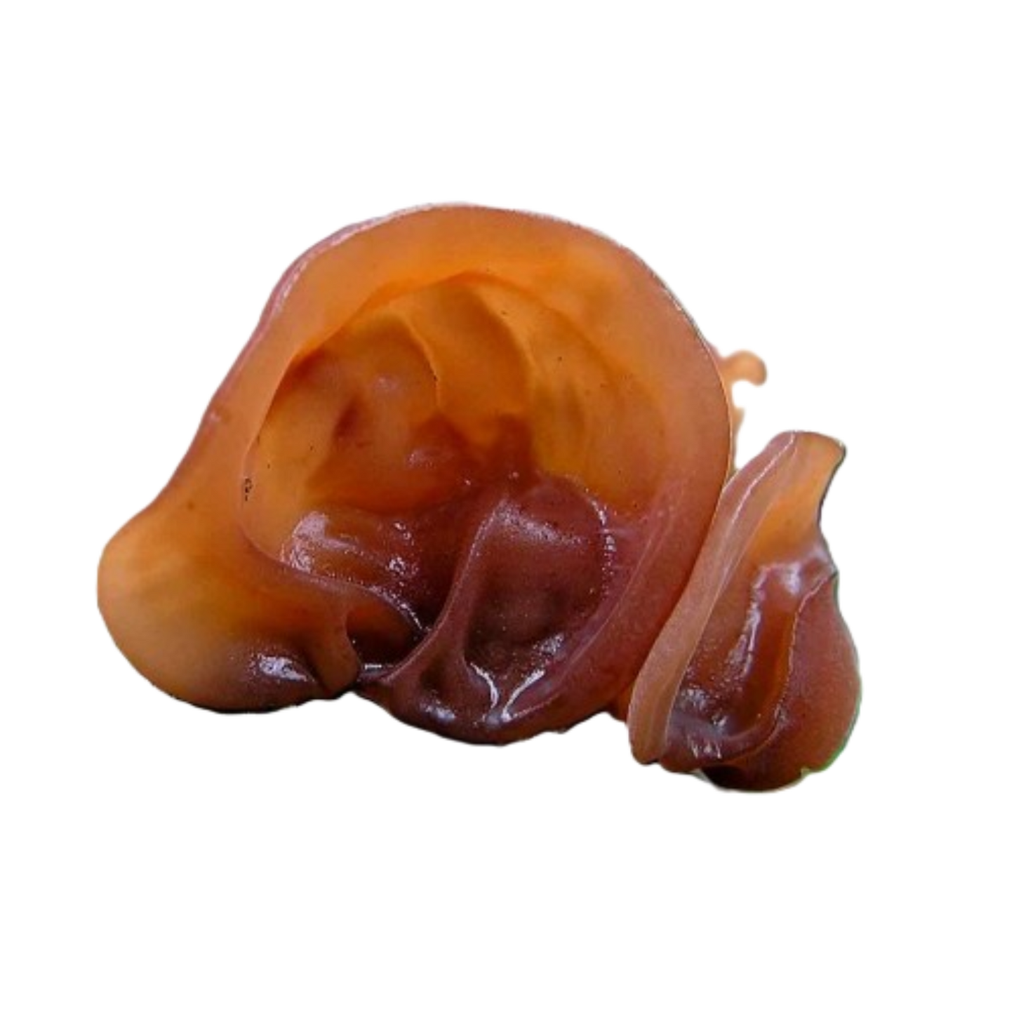 Mushroom vaguely shaped like a human ear