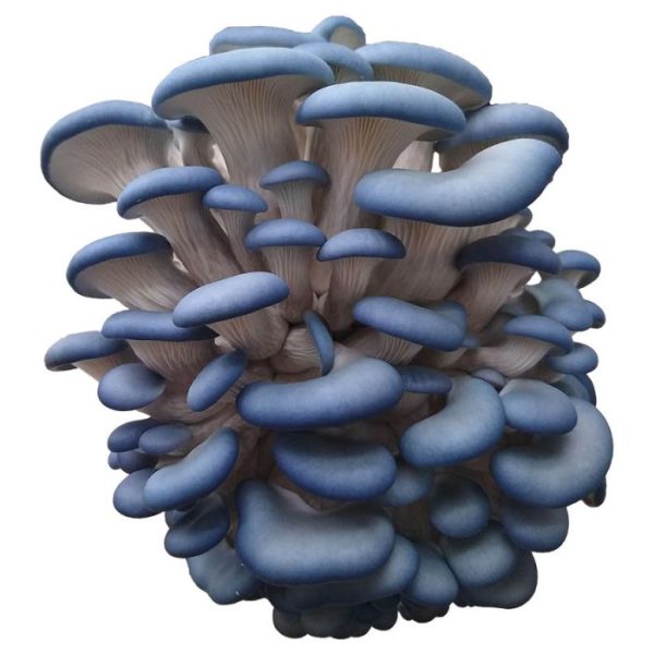 Blue Oyster (Pleurotus columbinus)