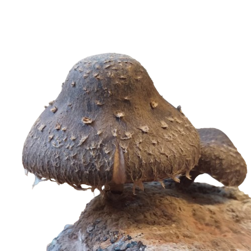 Bush Shiitake (Lentinula novae-zelandiae)