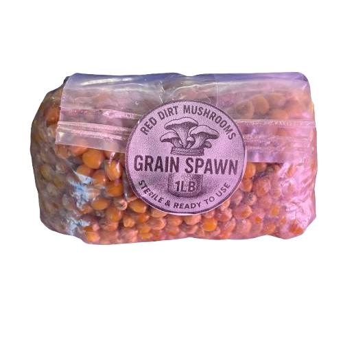 Bag of grain spawn with 'Red Dirt Mushrooms' label