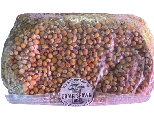 6lb Grain Spawn