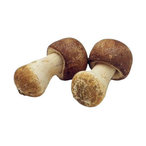 Two brown mushrooms