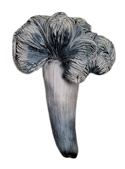 Albino Bluey Vuitton (Psilocybe cubensis)