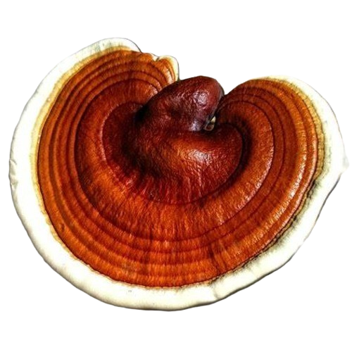 Close-up of an antler reishi conk