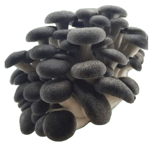 Cluster of Black Pearl King Oyster Mushrooms
