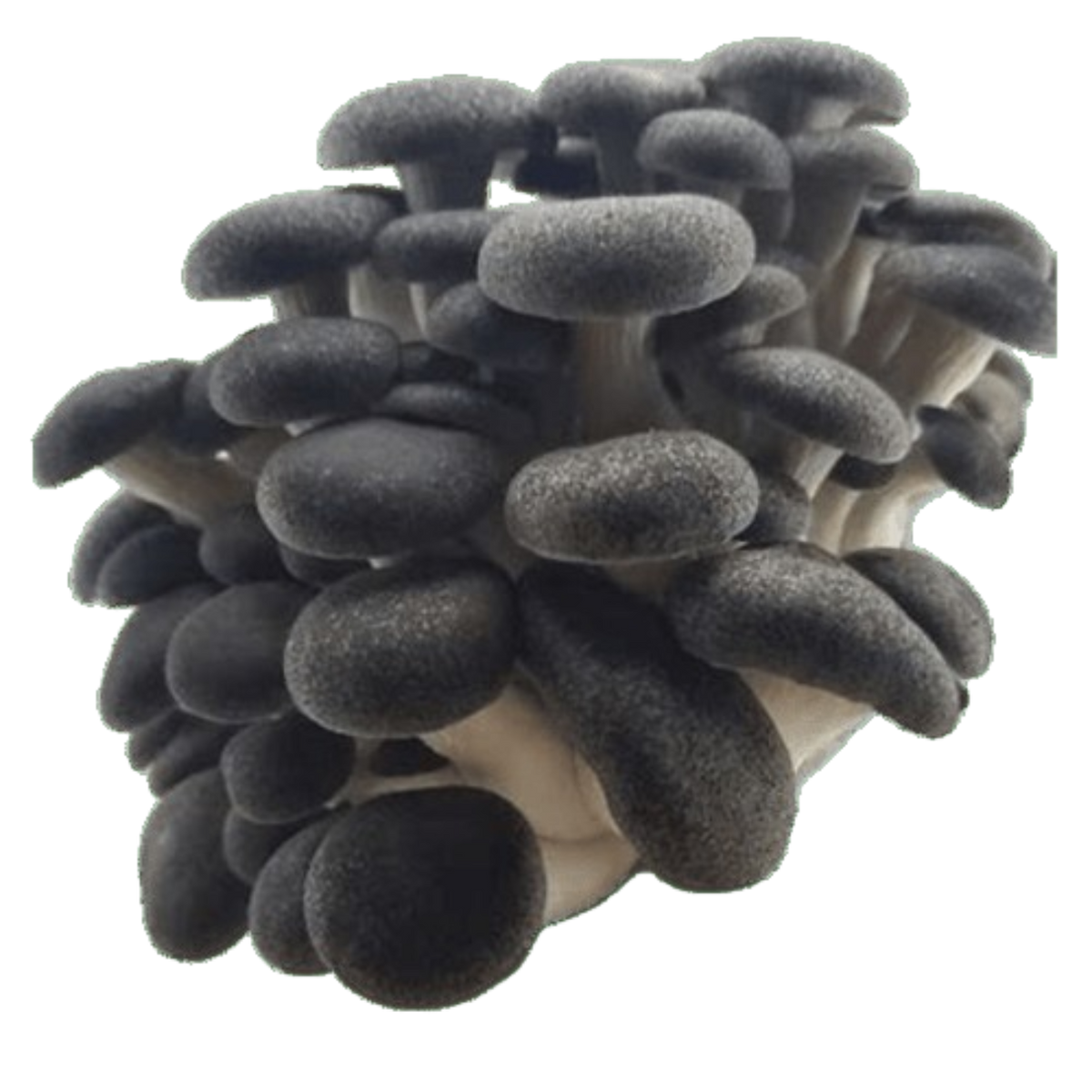 Cluster of Black Pearl King Oyster Mushrooms