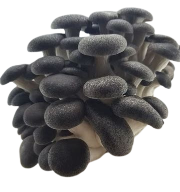 Black Pearl King Oyster (Pleurotus ostreatus - Hybrid)