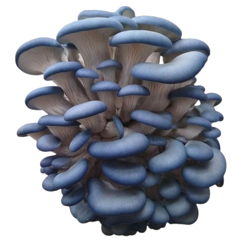 Cluster of blue oyster mushrooms