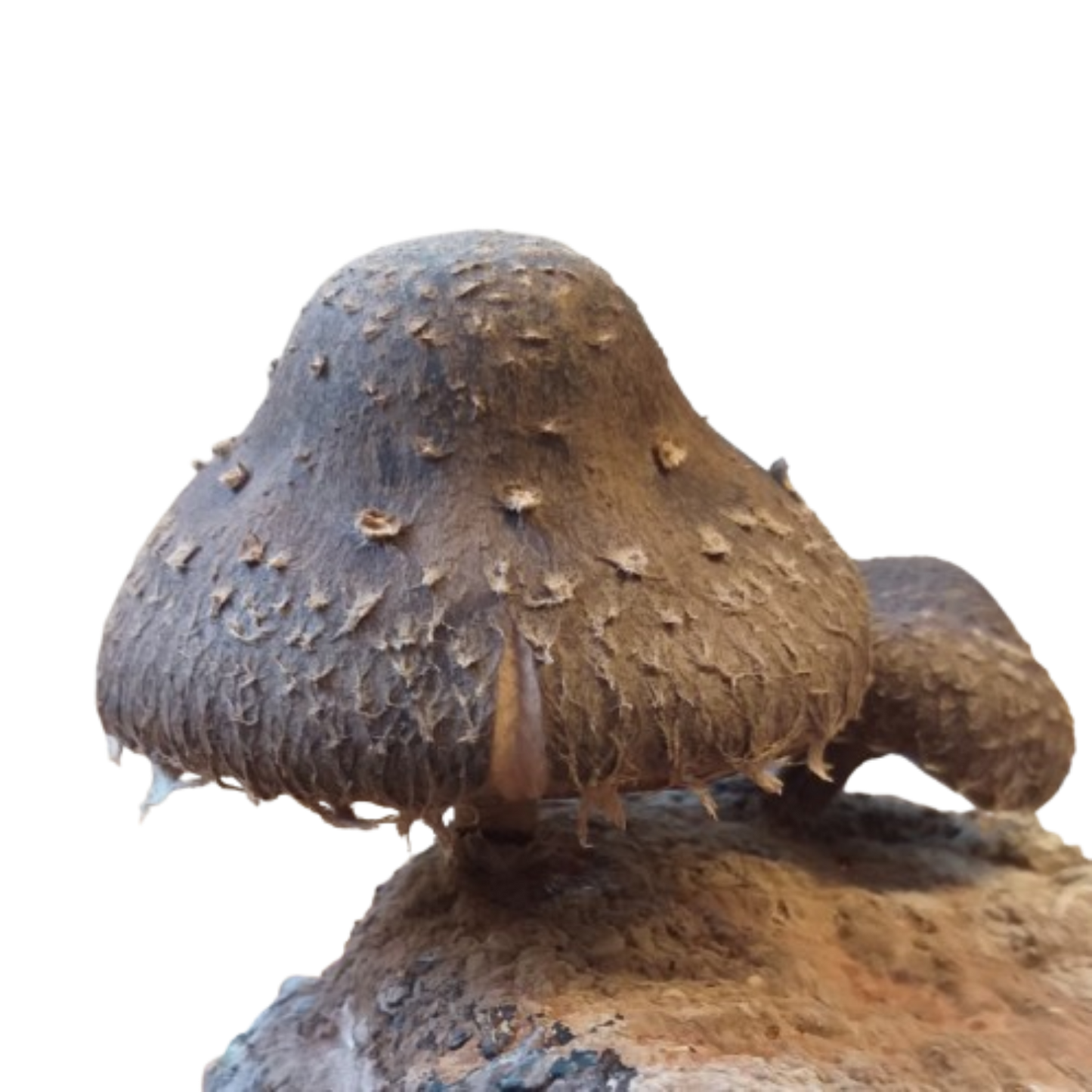 Brown mushroom