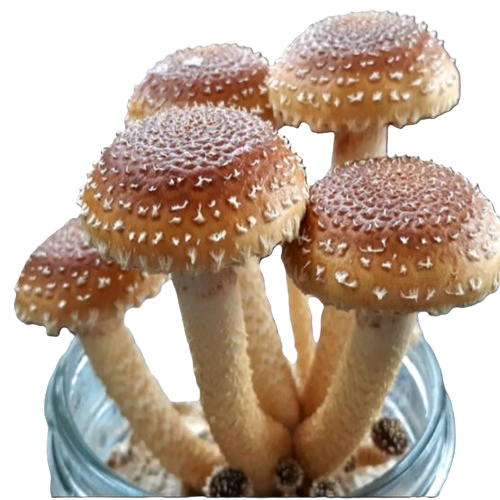 Chestnut mushrooms growing from a glass jar