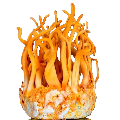 Orange Cordyceps militaris growing