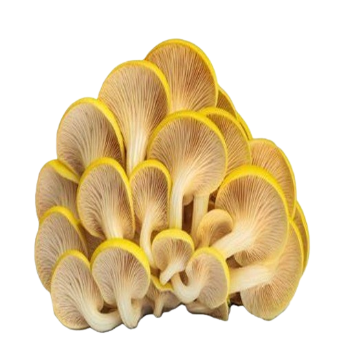 Cluster of yellow oyster mushrooms