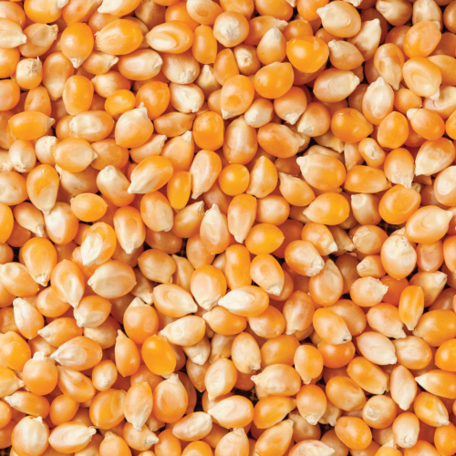 Close-up of orange and white popcorn kernels