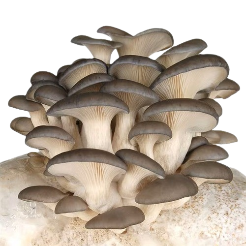 Close-up of a cluster of oyster mushrooms on a neutral background