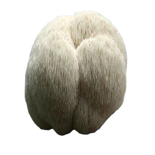 Close-up of Lion's Mane mushroom