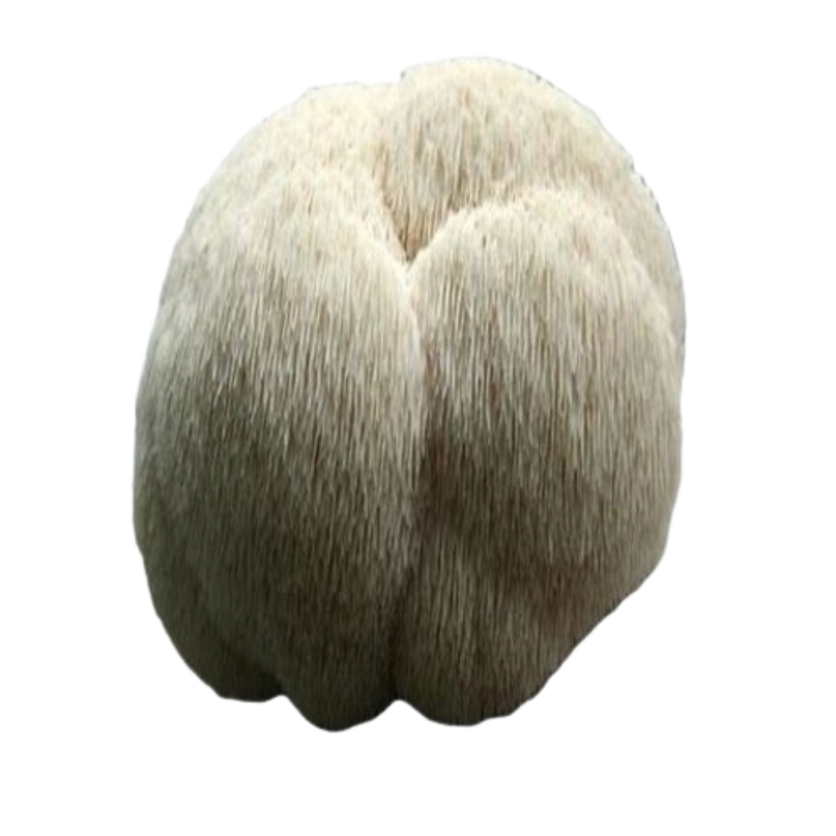 Close-up of Lion's Mane mushroom