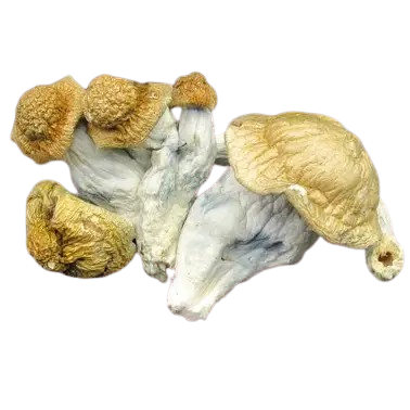 Melmac (Psilocybe cubensis)
