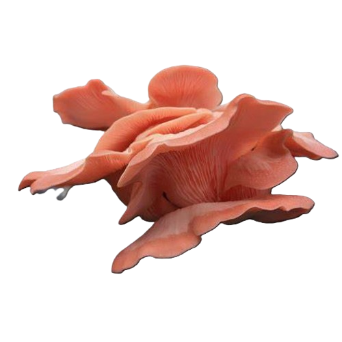 Pink oyster mushrooms