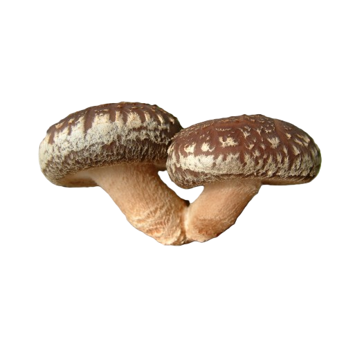 Two shiitake mushrooms with brown caps and stems