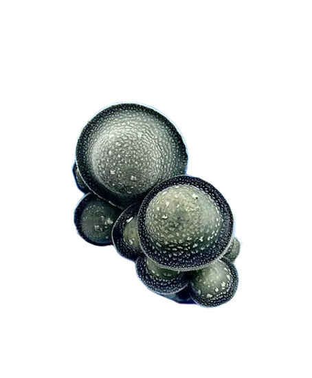 Starry Night (Psilocybe cubensis)