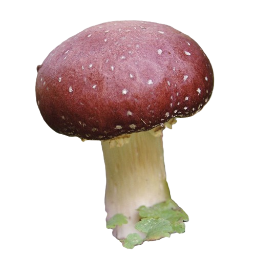 Wine cap mushroom with red cap and white stem