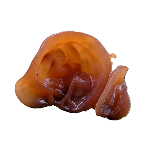 Mushroom vaguely shaped like a human ear